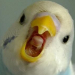 Profile picture of Lolzify Animations